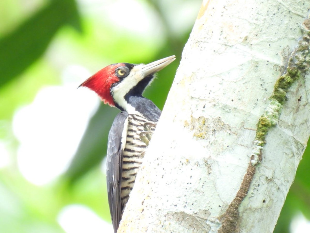 Crimson-crested Woodpecker - Luis Miguel Murcia Betancourt