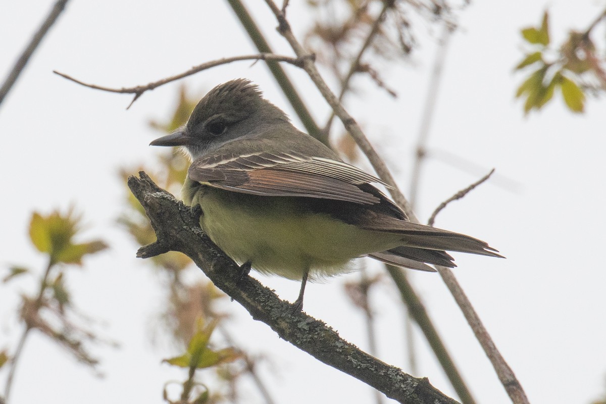Great Crested Flycatcher - ML618178895