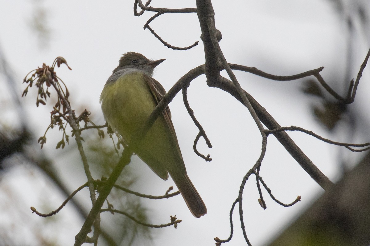 Great Crested Flycatcher - ML618178896