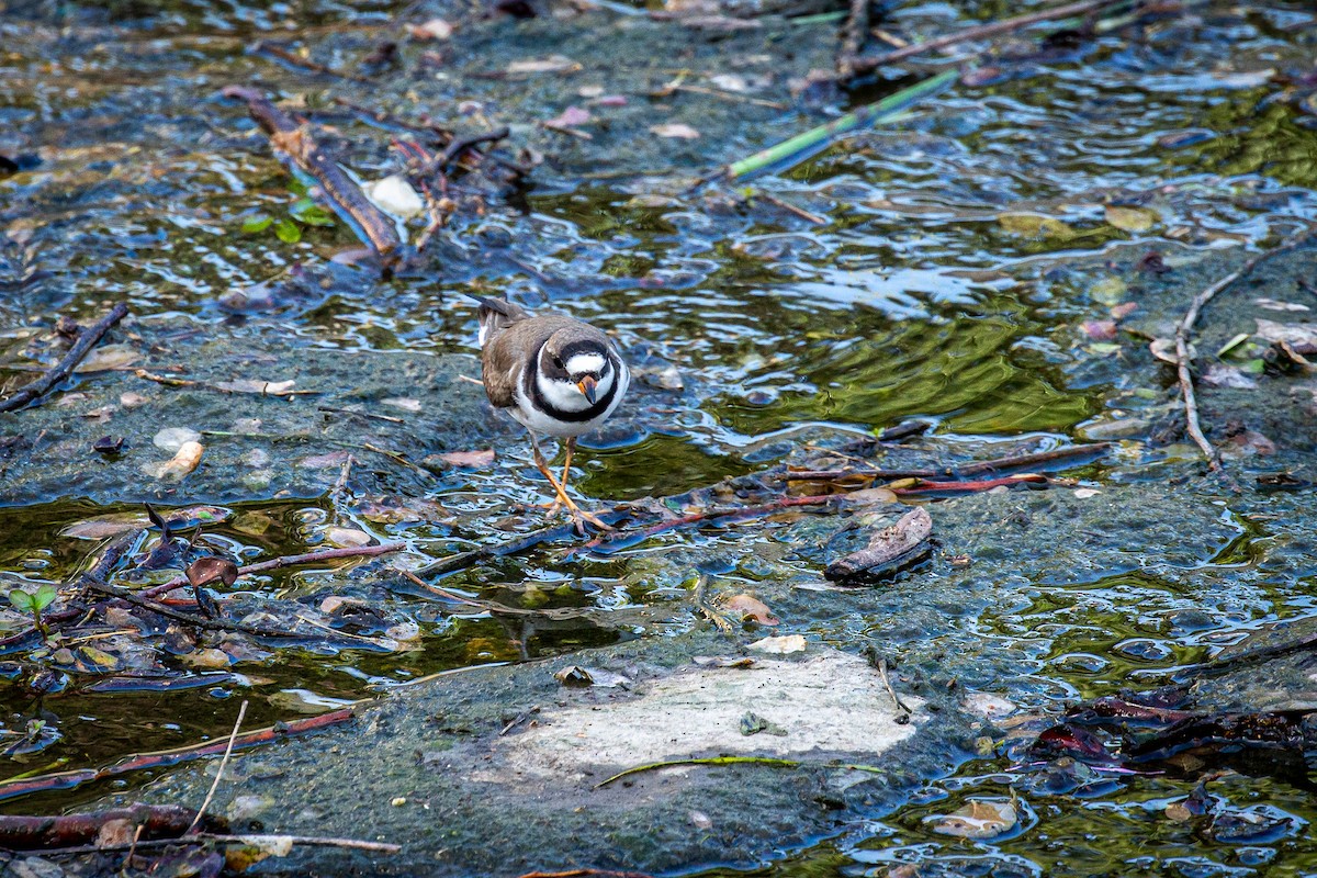 Semipalmated Plover - ML618178901