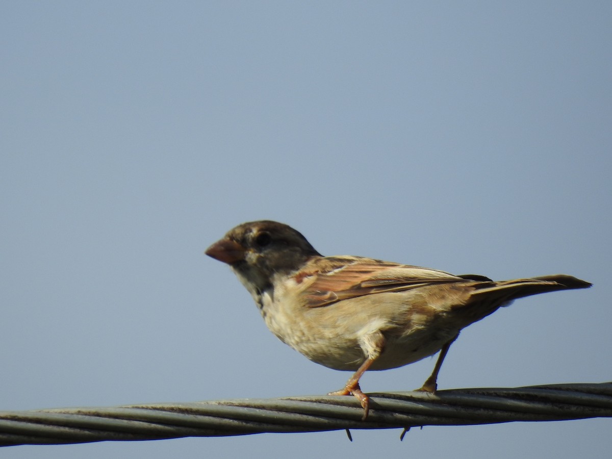 House Sparrow - ML618178921