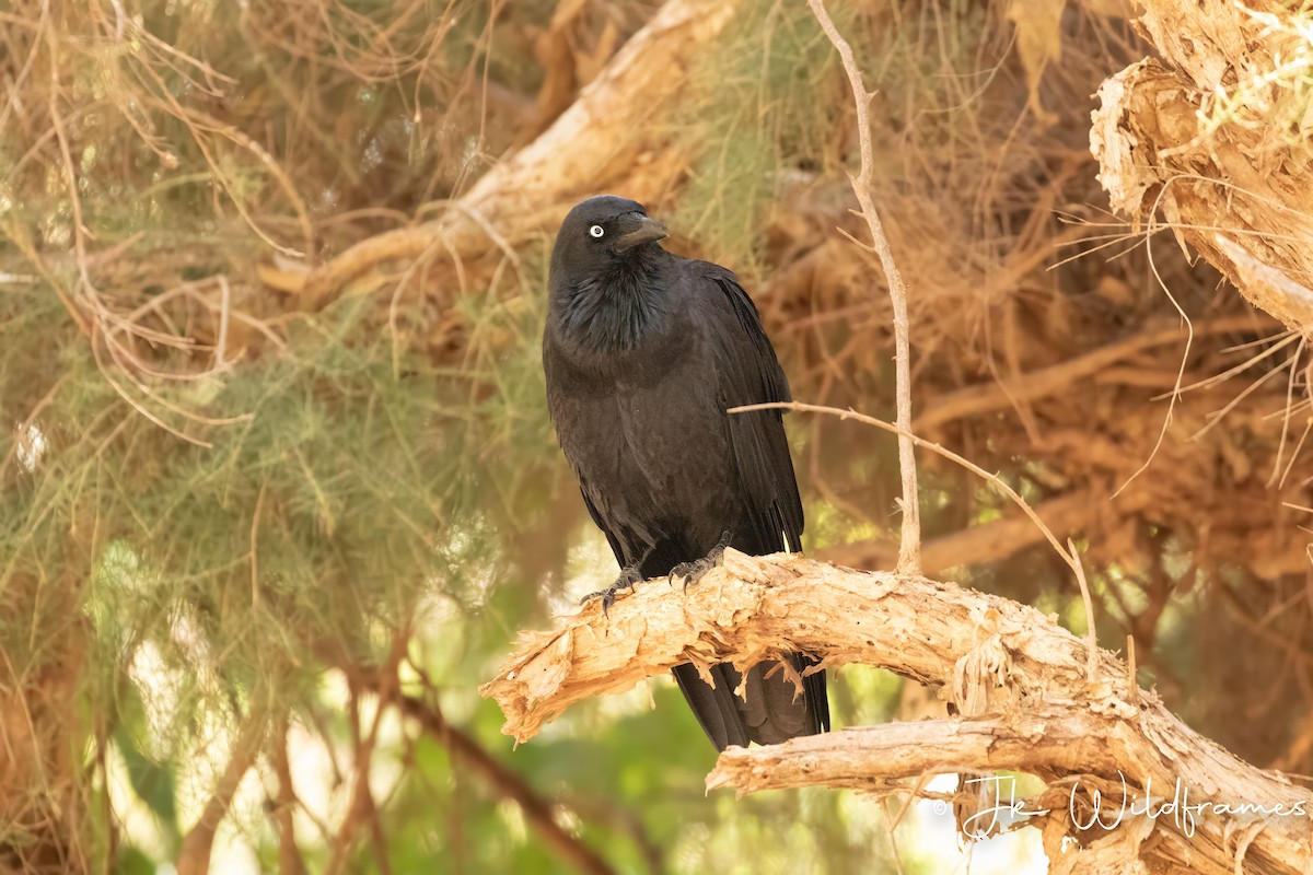 Australian Raven - JK Malkoha