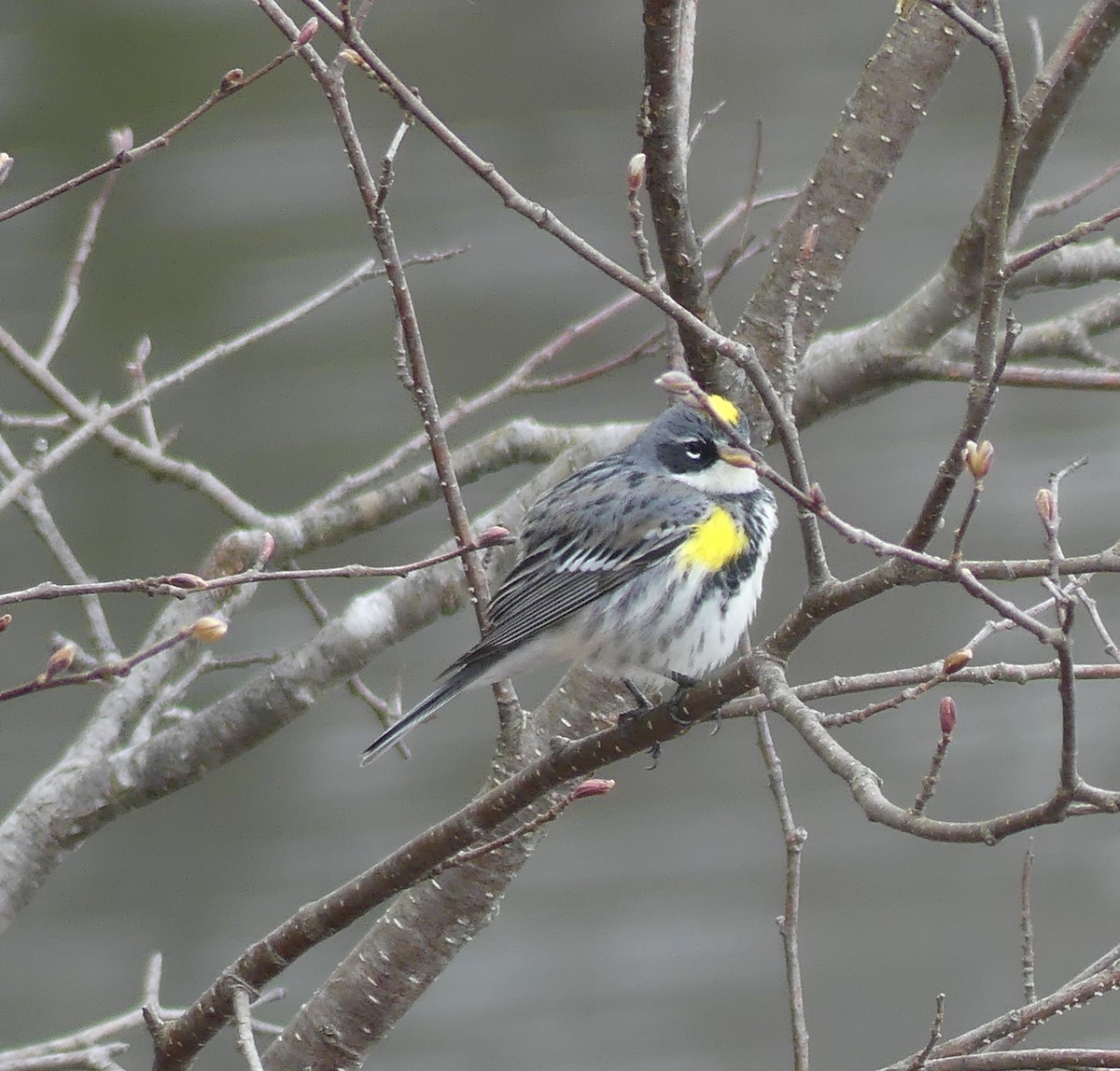 Yellow-rumped Warbler - claudine lafrance cohl