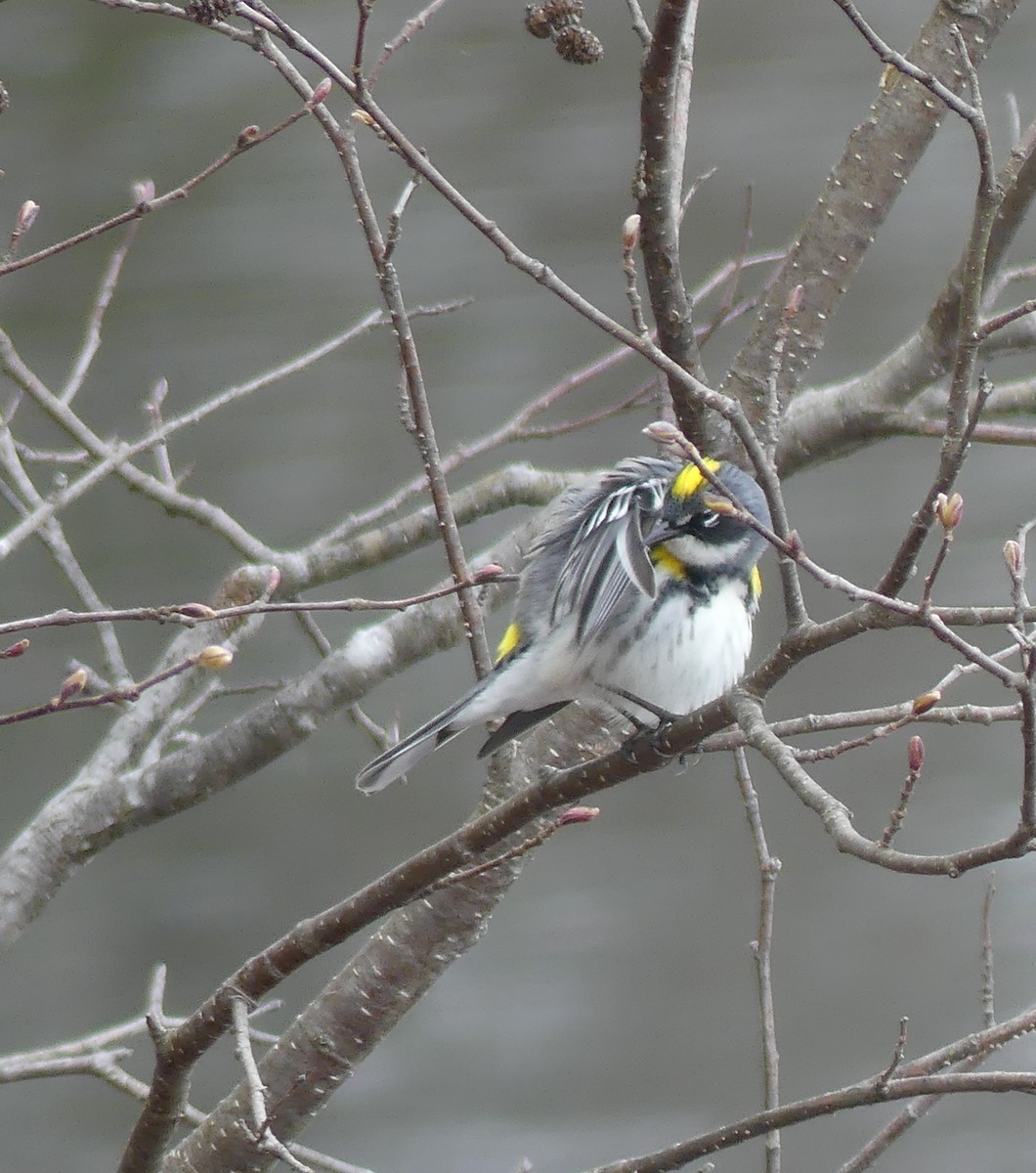 Yellow-rumped Warbler - claudine lafrance cohl
