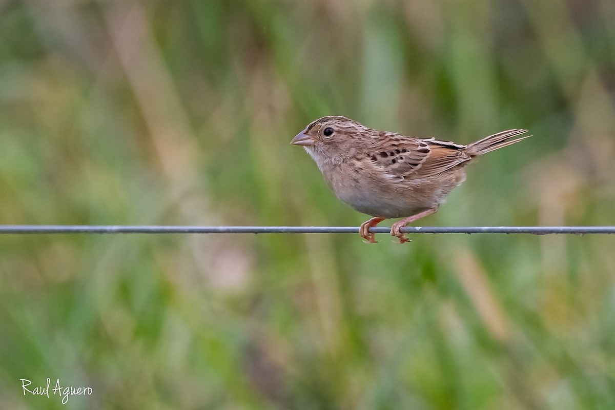 Grassland Sparrow - ML618178955