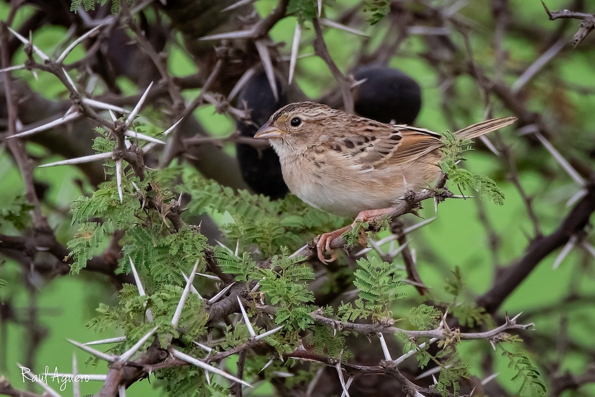 Grassland Sparrow - ML618178956