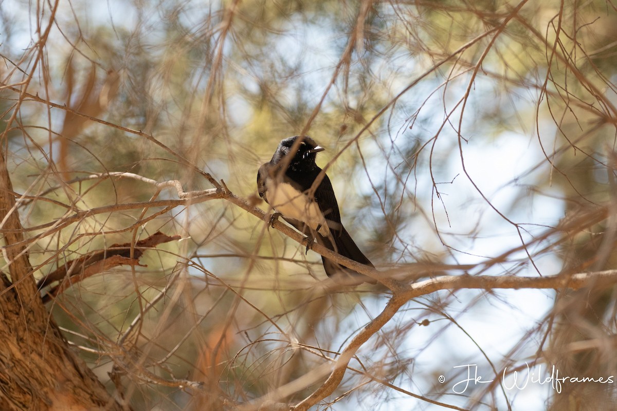 Willie-wagtail - ML618178957