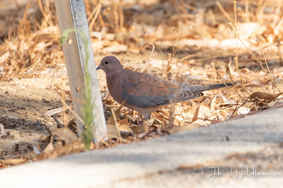 Laughing Dove - ML618178966