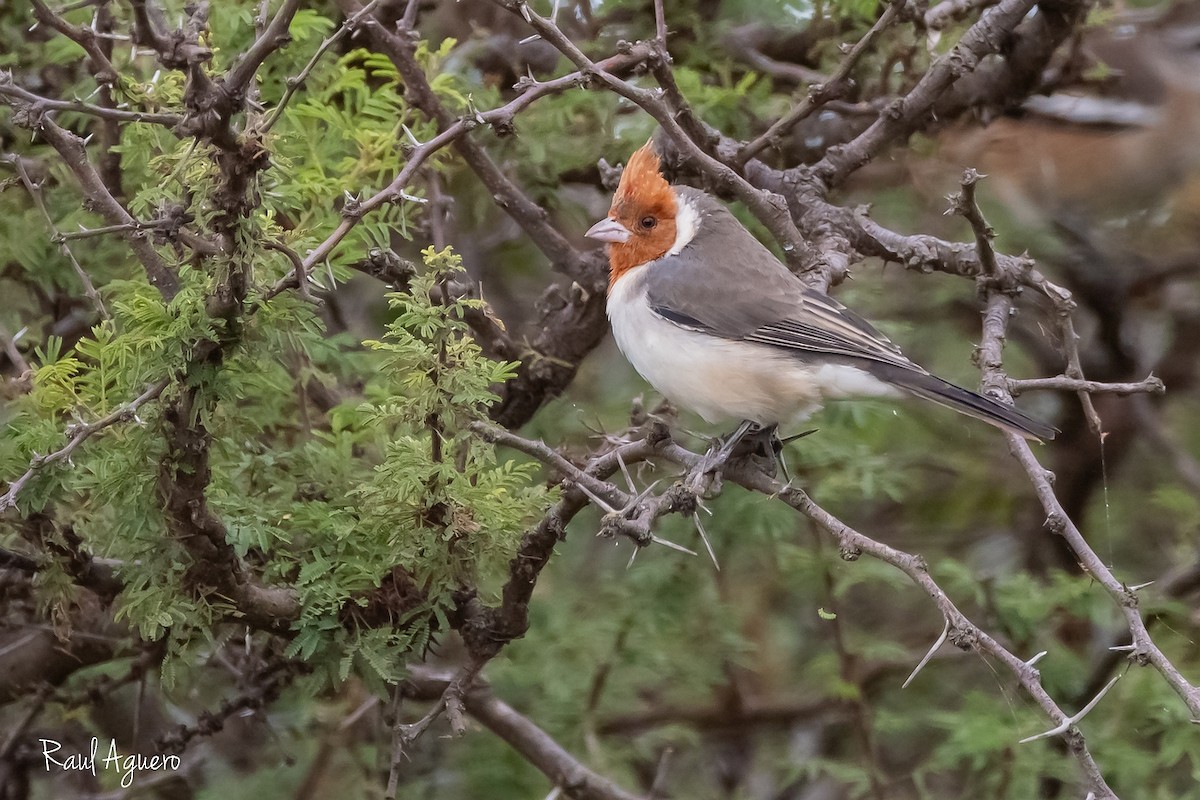 Red-crested Cardinal - ML618178975