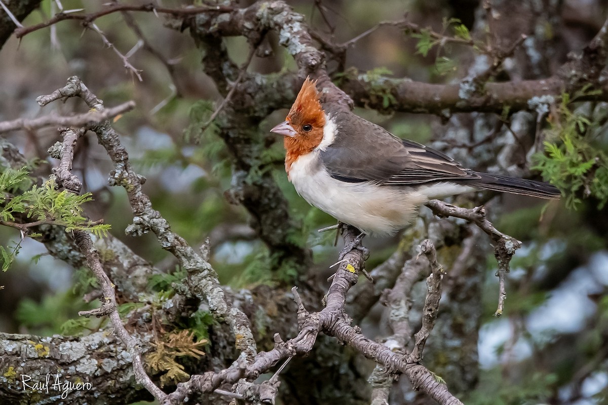 Red-crested Cardinal - ML618178976
