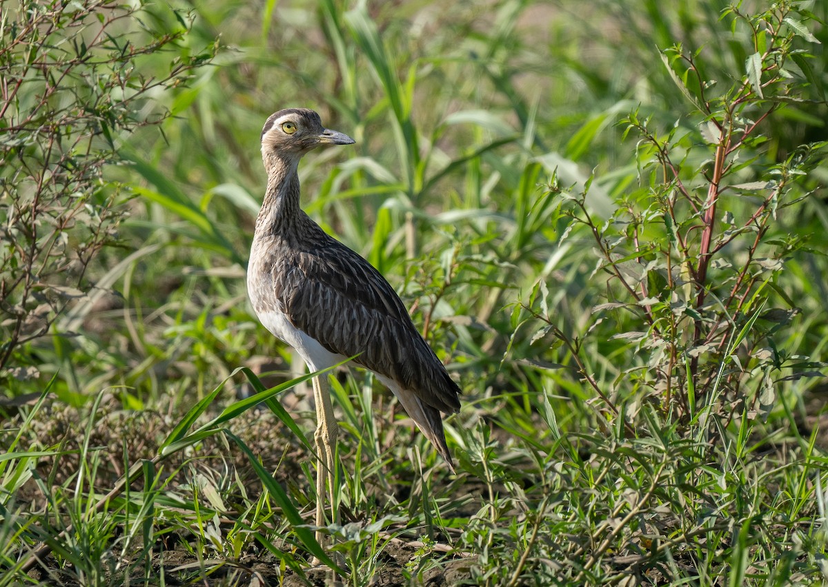 Double-striped Thick-knee - ML618178994