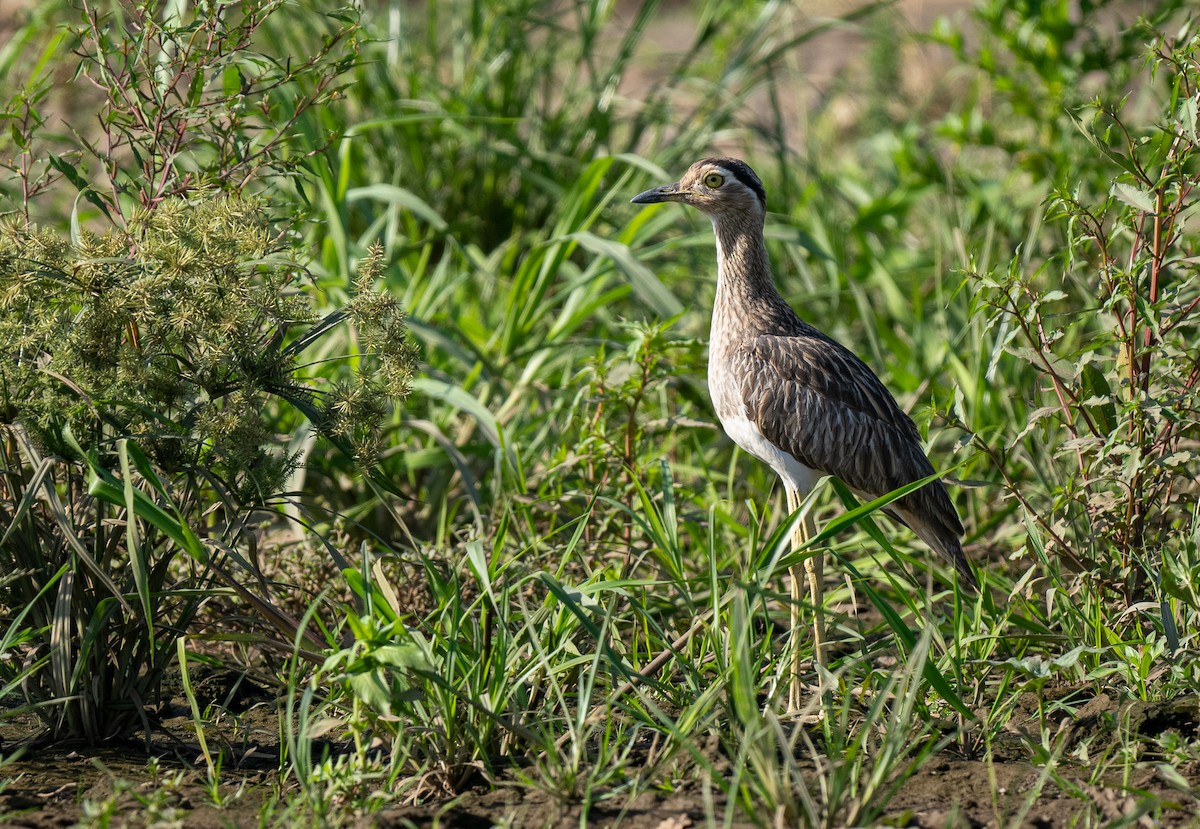 Double-striped Thick-knee - ML618178995