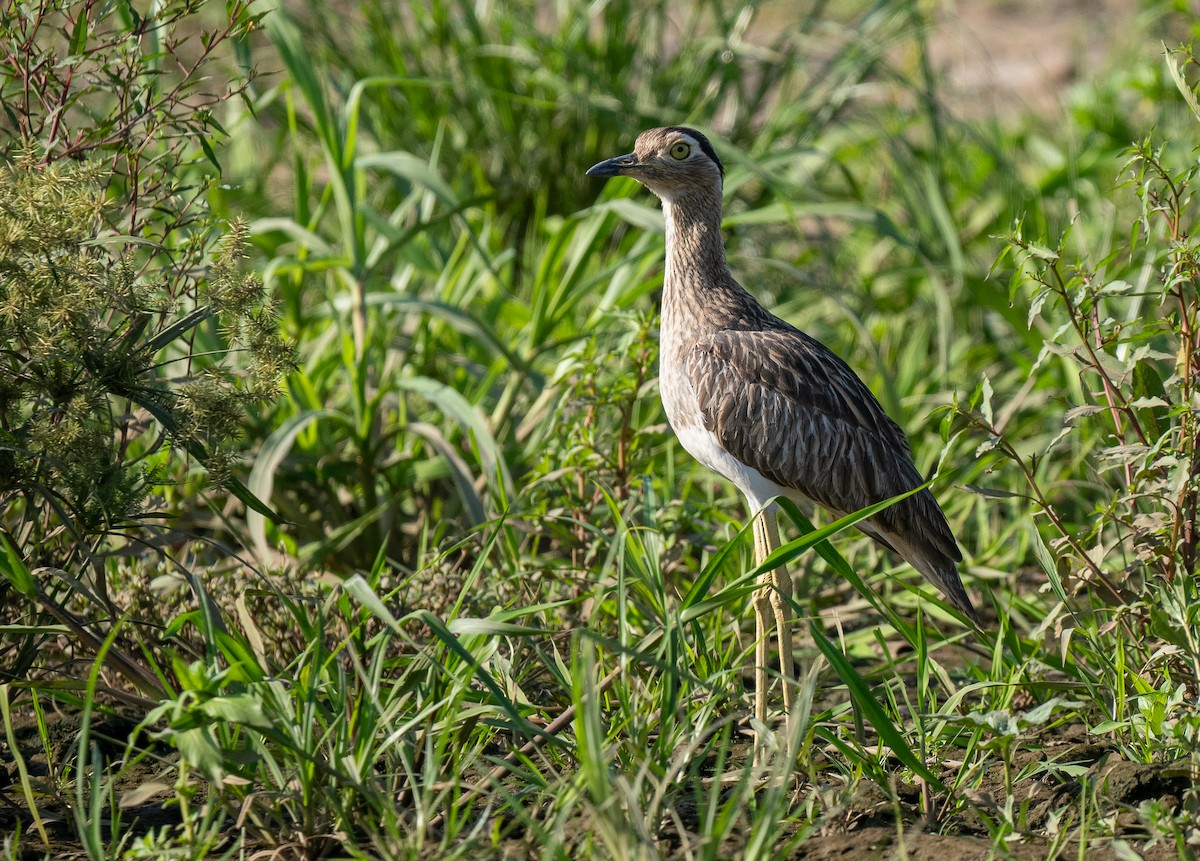 Double-striped Thick-knee - ML618178996