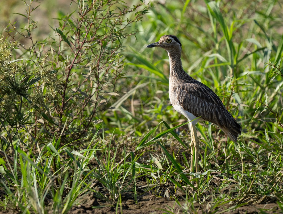 Double-striped Thick-knee - ML618178997