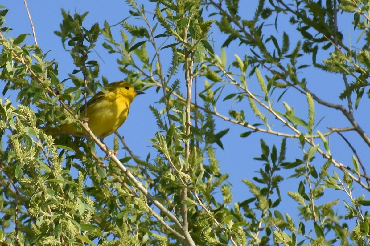 Yellow Warbler (Northern) - Holly Jackson