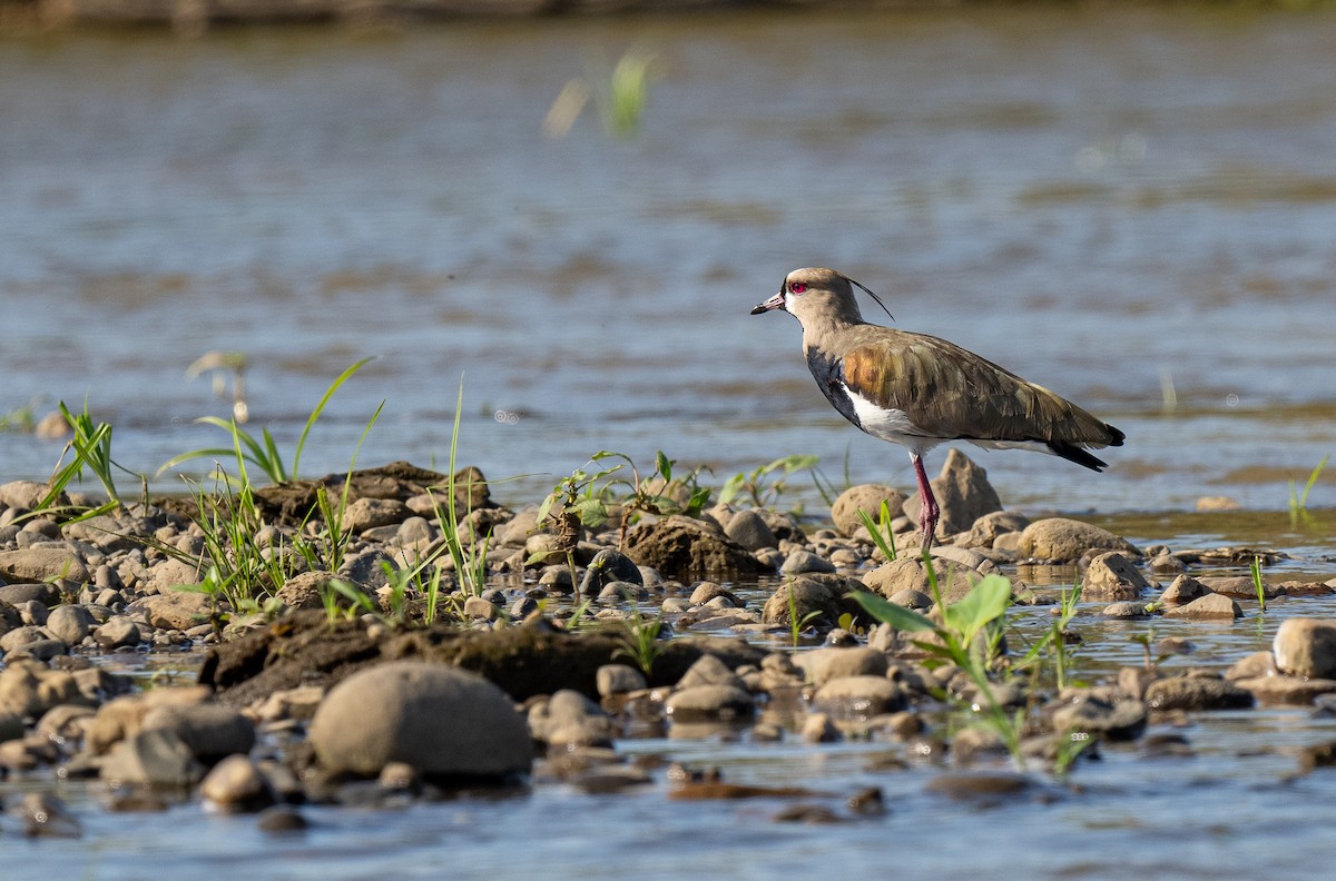 Southern Lapwing - Forest Botial-Jarvis