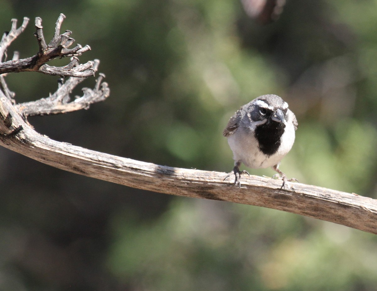 Black-throated Sparrow - Steve Glover