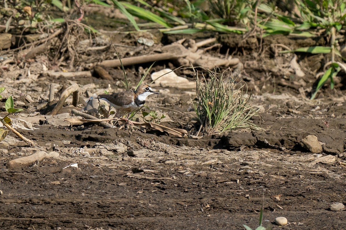 Collared Plover - ML618179071