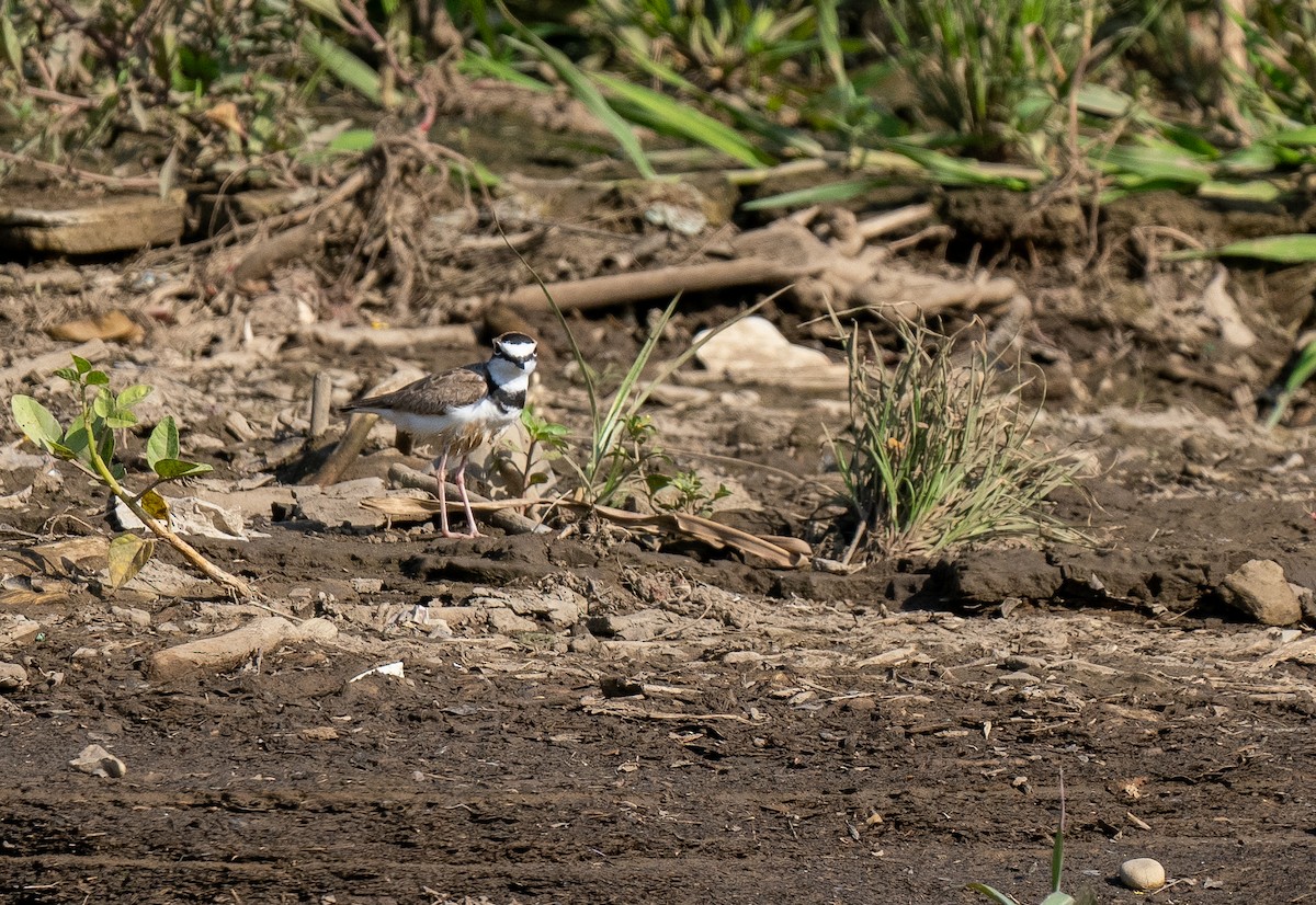 Collared Plover - ML618179072