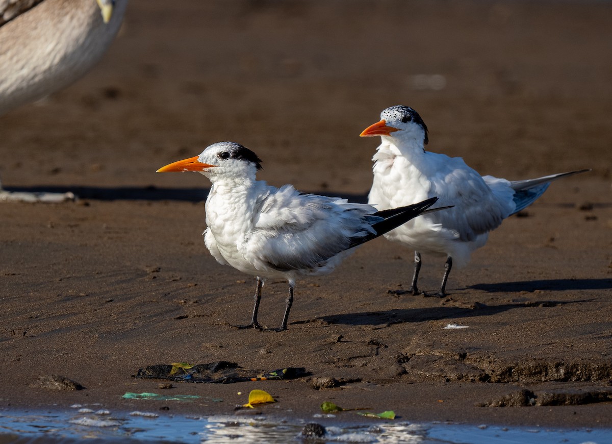Royal Tern - Forest Botial-Jarvis