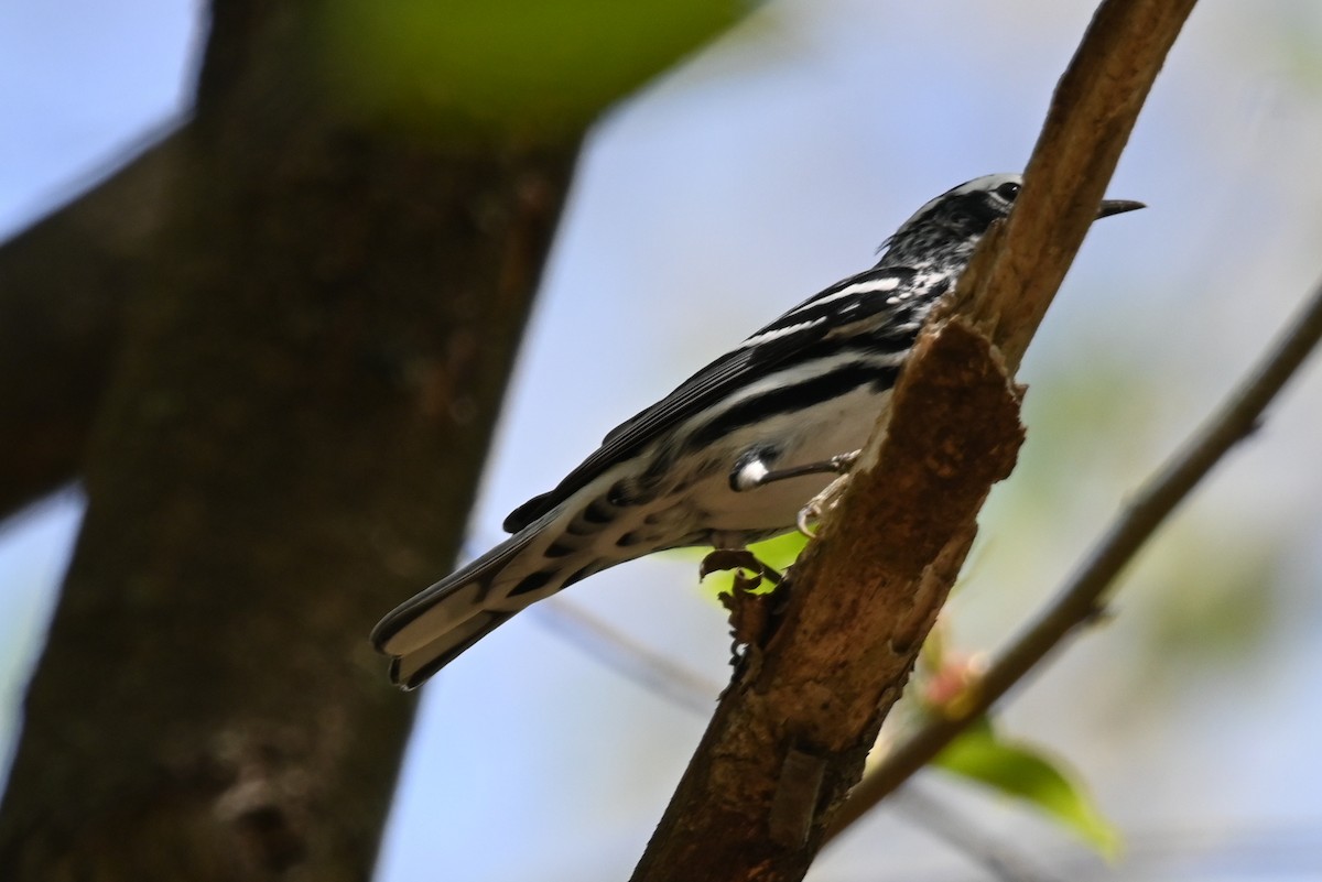 Black-and-white Warbler - ML618179163