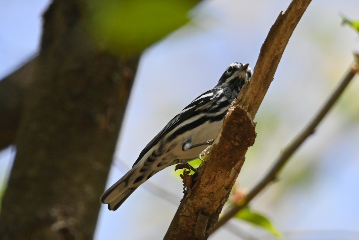Black-and-white Warbler - ML618179164