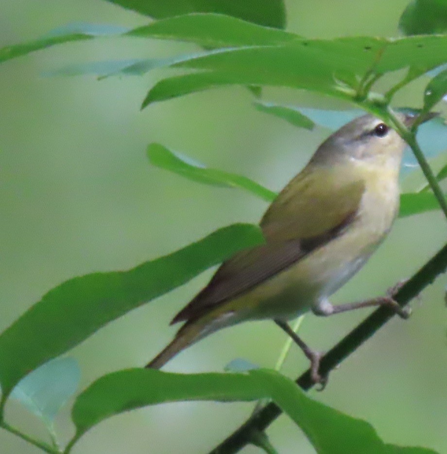 Tennessee Warbler - Bill Wright_cc