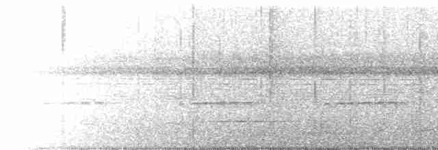 Weißflanken-Ameisenschlüpfer - ML618179182