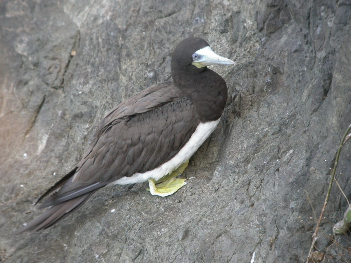 Brown Booby - ML618179205