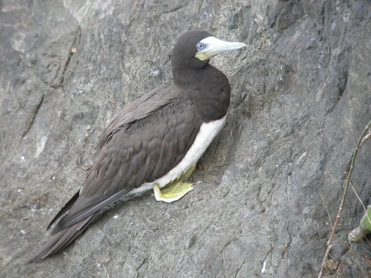 Brown Booby - ML618179206