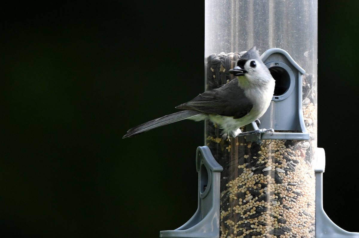 Tufted Titmouse - Kevin Smith