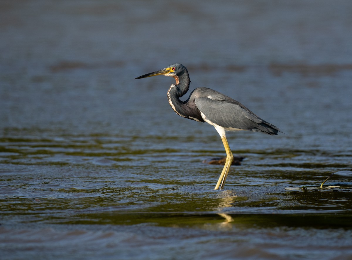 Tricolored Heron - Forest Botial-Jarvis