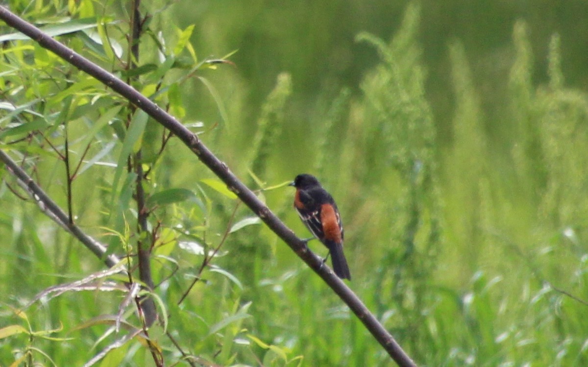 Orchard Oriole - ML618179236
