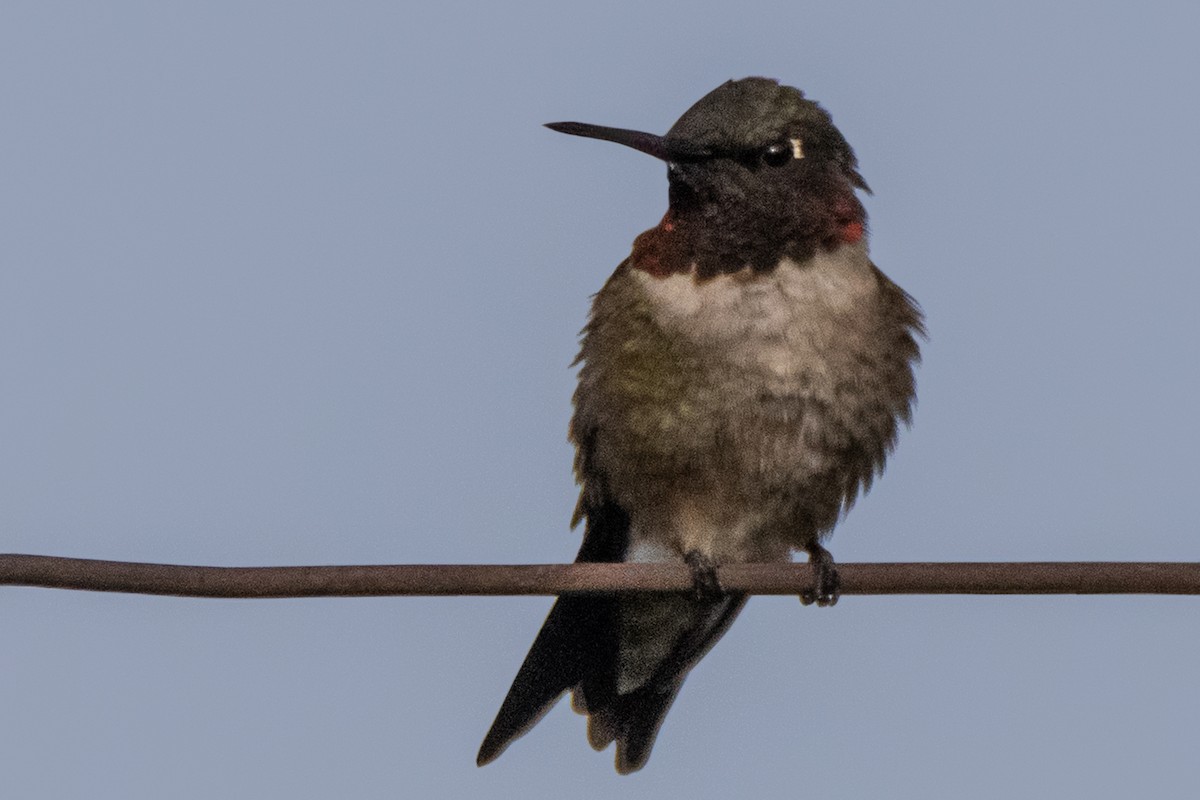 Black-chinned Hummingbird - Dale Bargmann