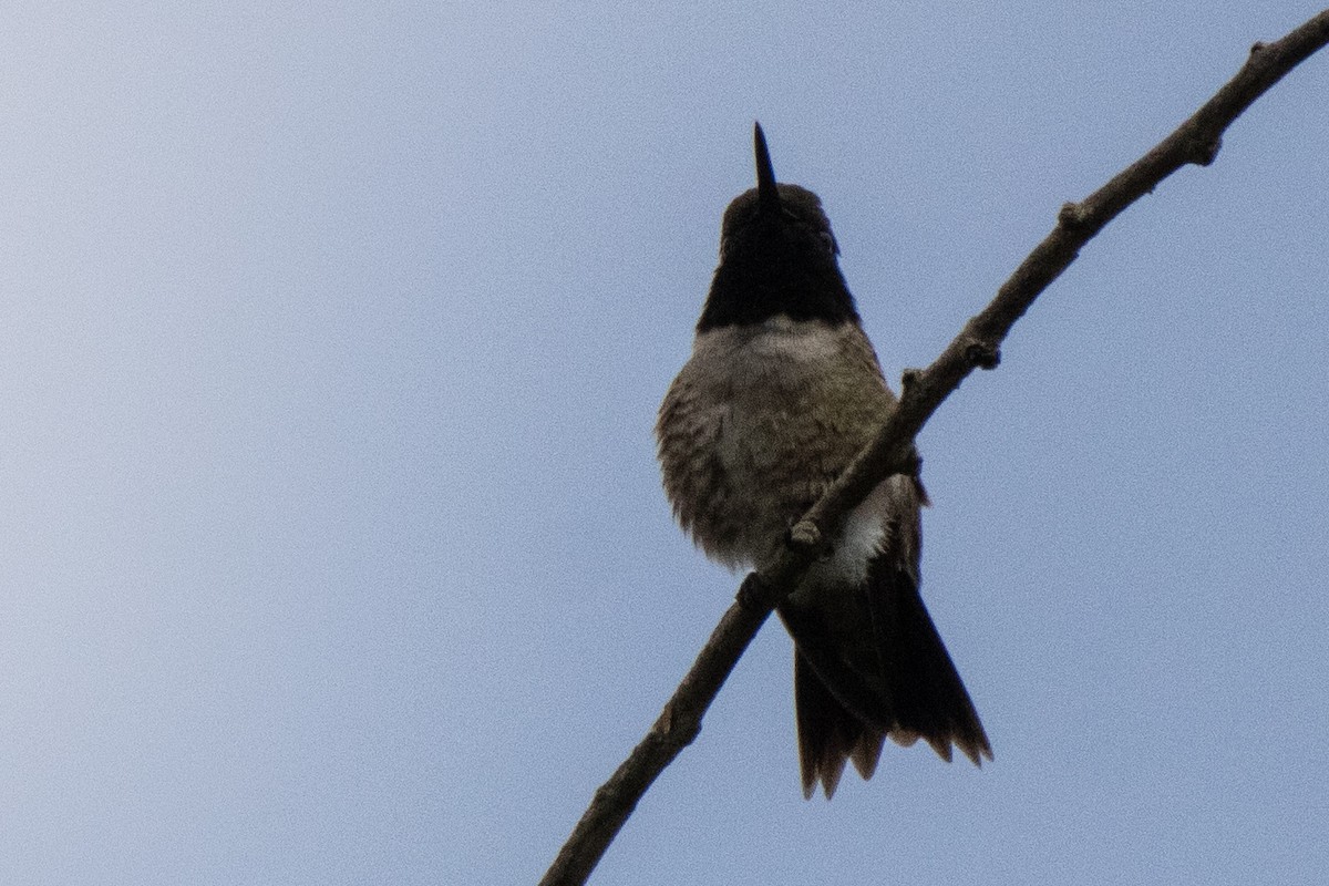 Black-chinned Hummingbird - ML618179322