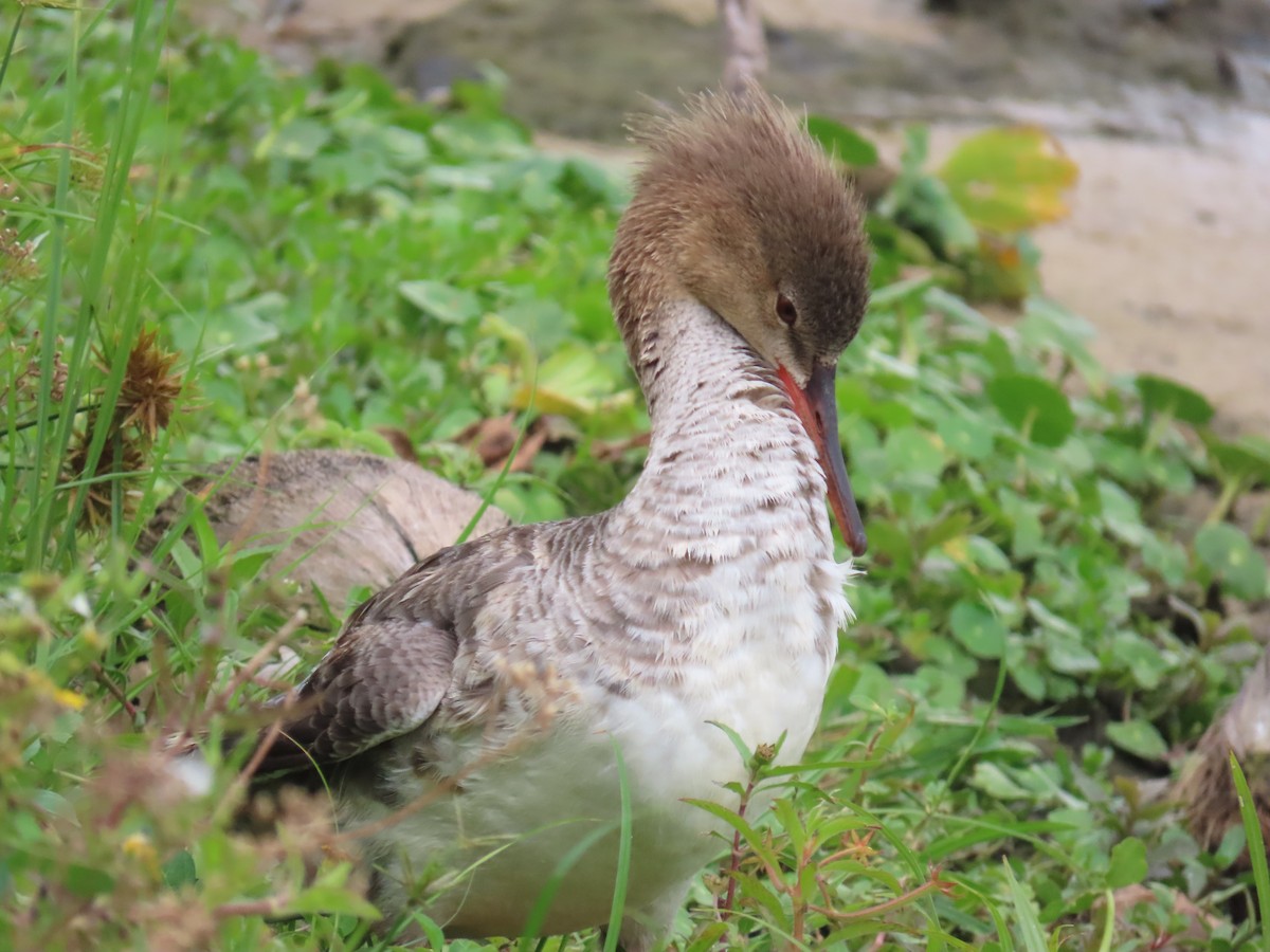Red-breasted Merganser - Laurie Witkin