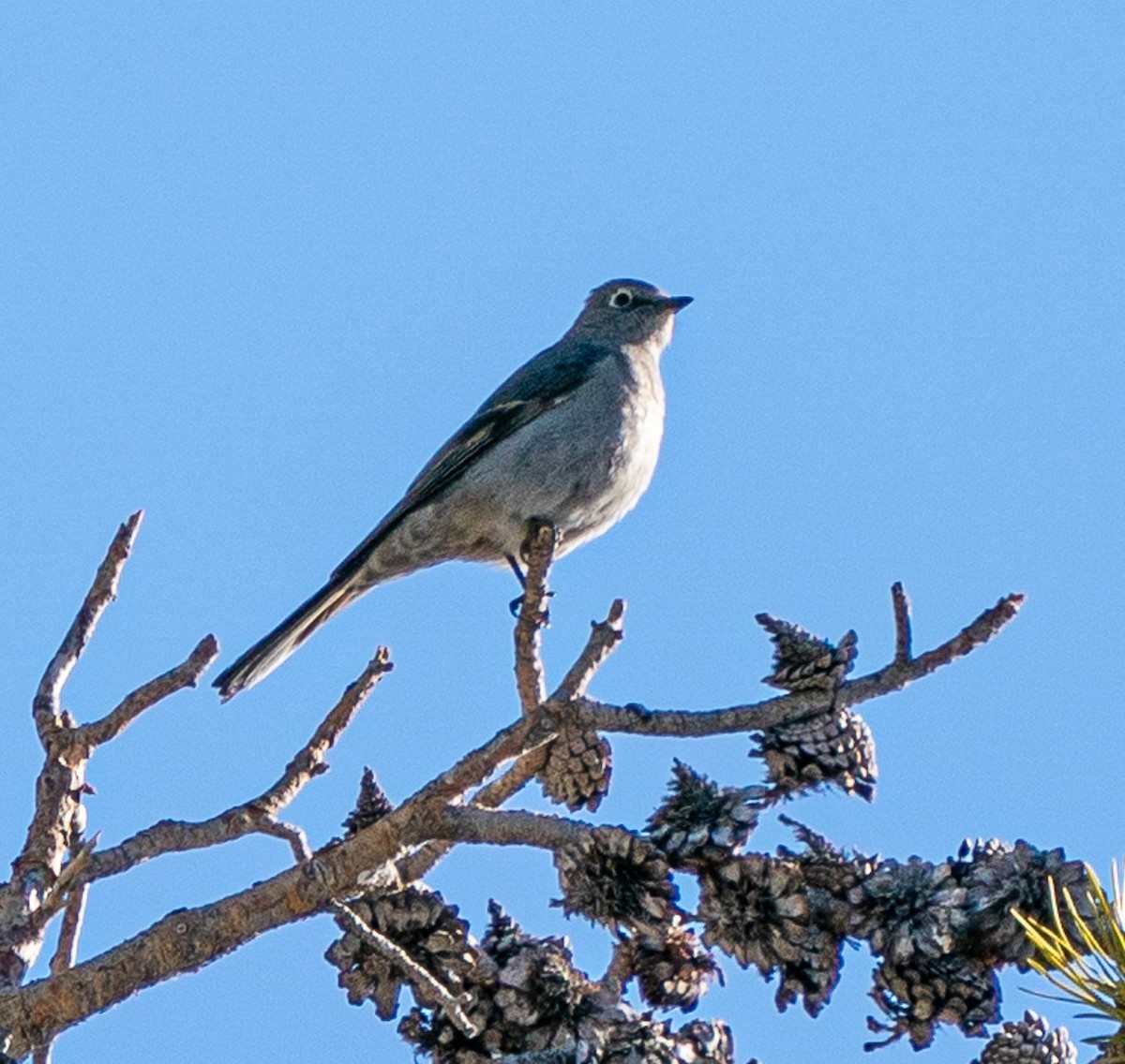 Townsend's Solitaire - ML618179358