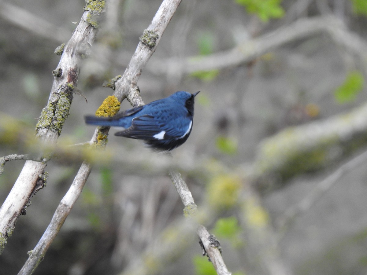 Black-throated Blue Warbler - ML618179363