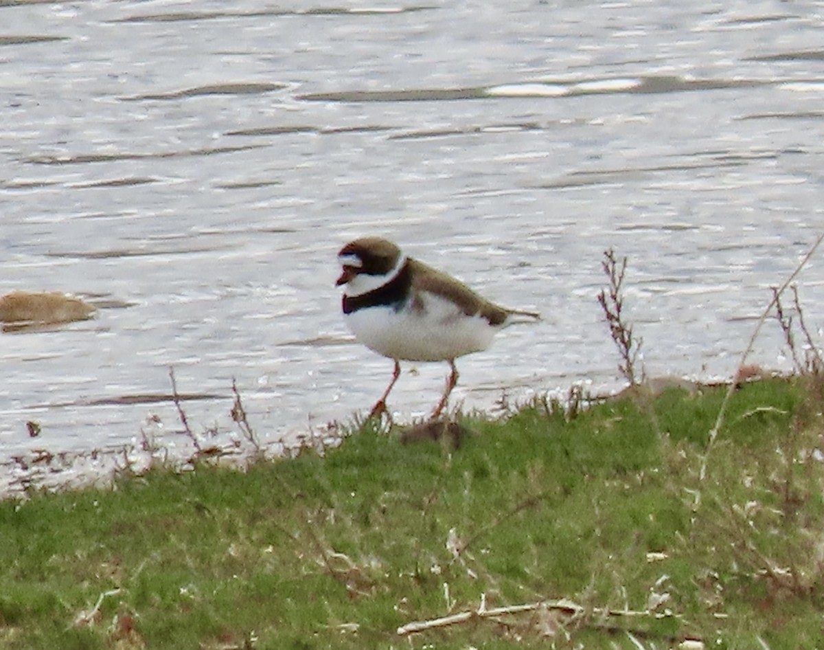Semipalmated Plover - ML618179368