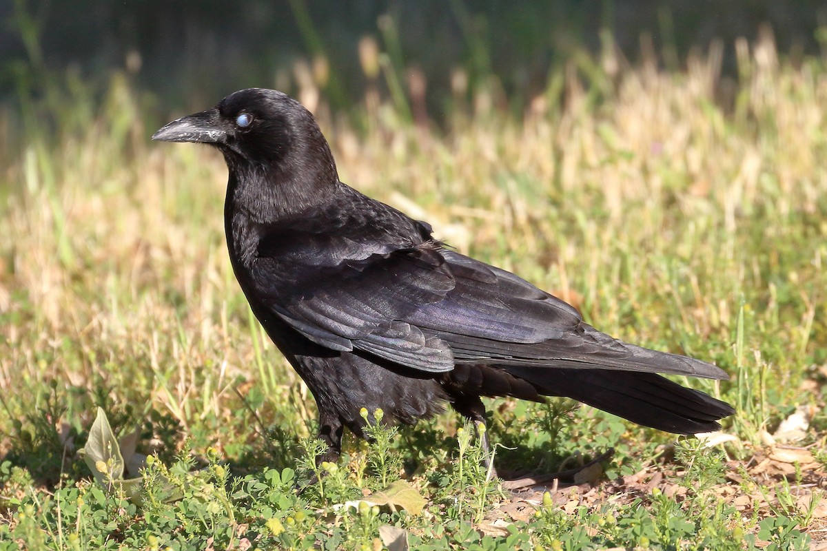 American Crow - ML618179369
