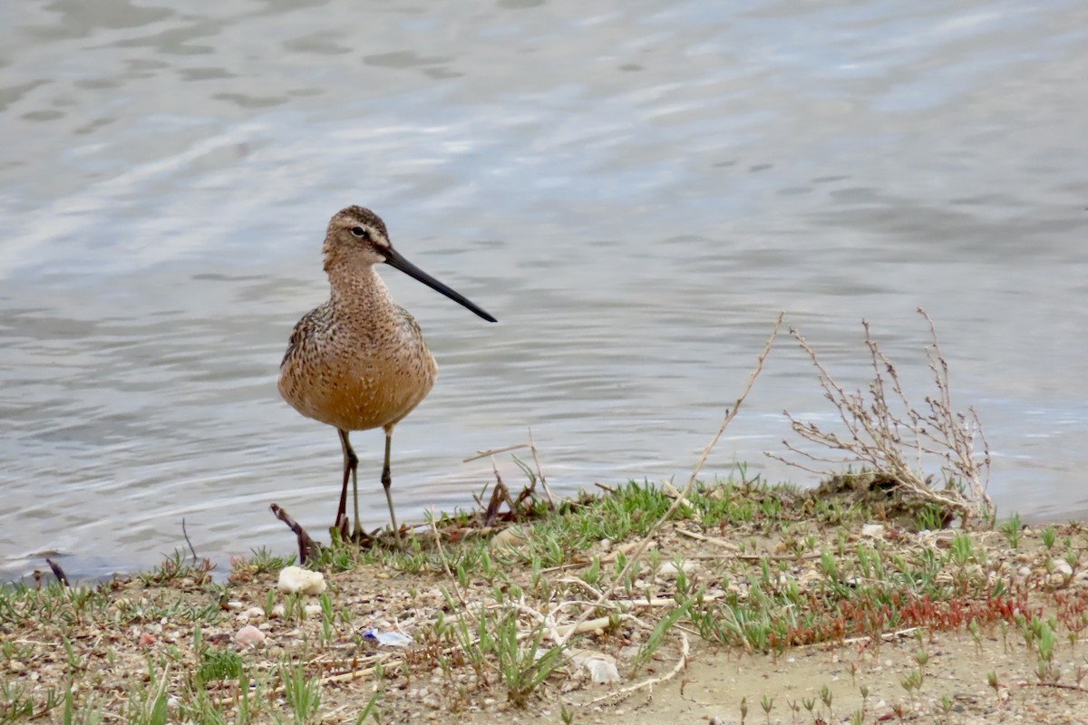 Long-billed Dowitcher - ML618179378