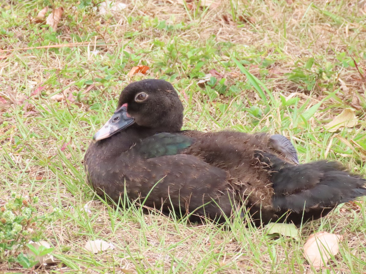 Muscovy Duck (Domestic type) - ML618179407