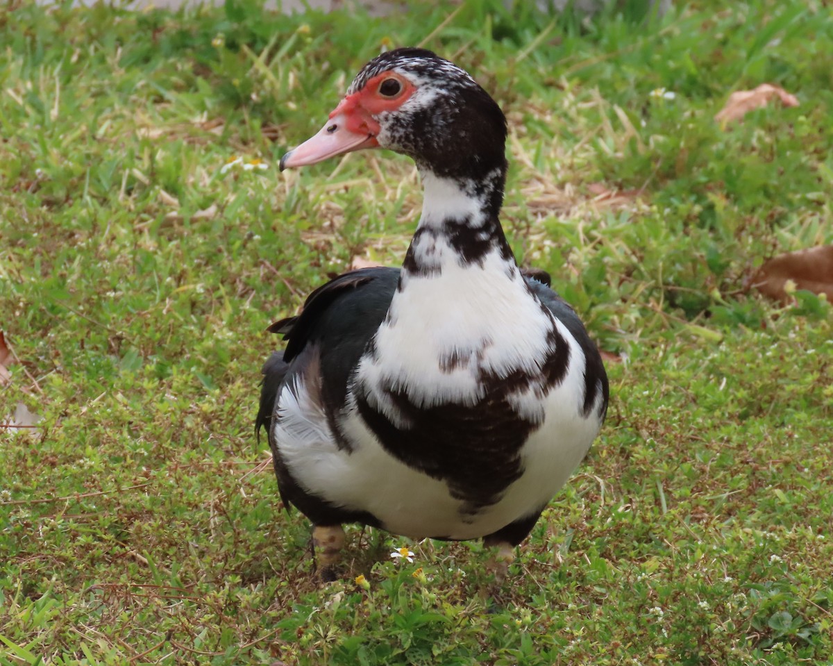 Muscovy Duck (Domestic type) - ML618179410