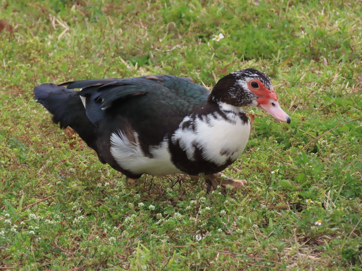 Muscovy Duck (Domestic type) - ML618179411