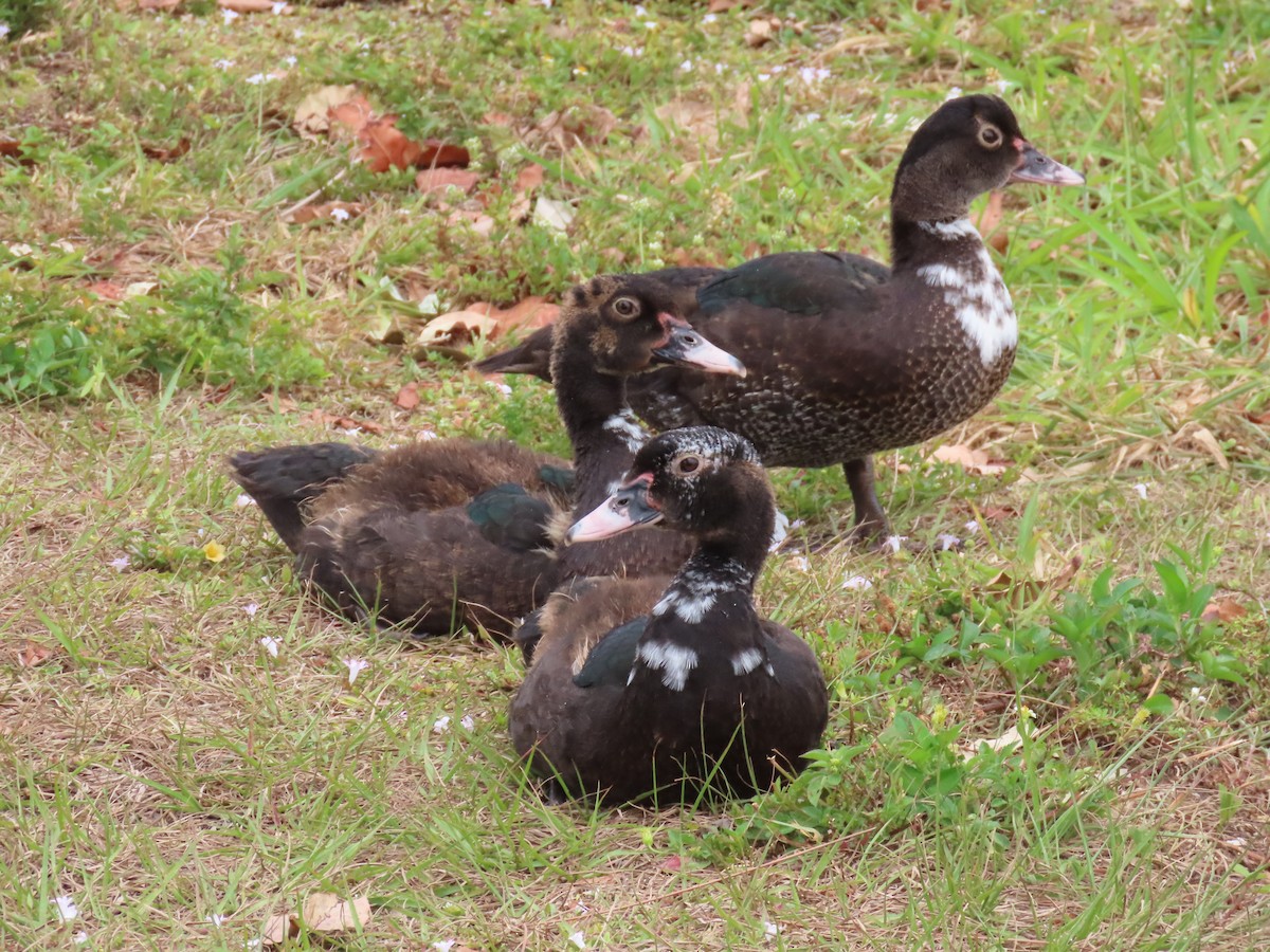 Muscovy Duck (Domestic type) - ML618179412
