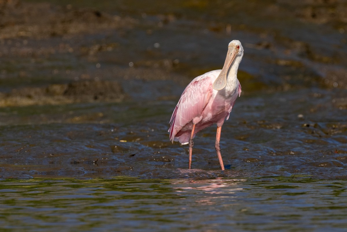 Roseate Spoonbill - Forest Botial-Jarvis