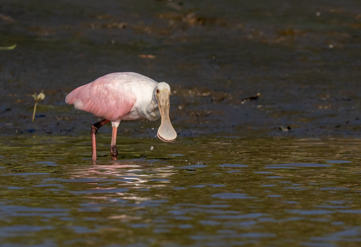 Roseate Spoonbill - Forest Botial-Jarvis