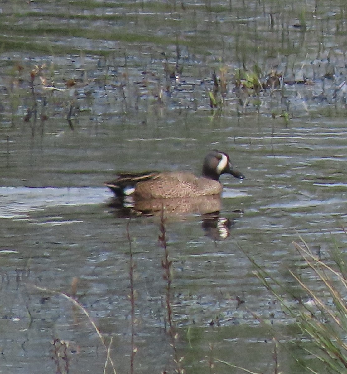 Blue-winged Teal - ML618179419