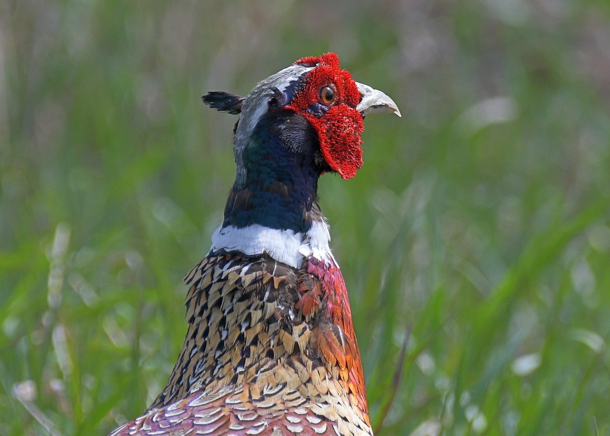 Ring-necked Pheasant - Janet Smigielski