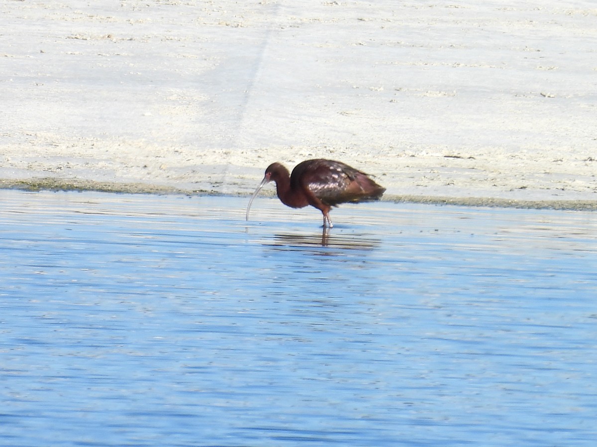 ibis americký - ML618179461